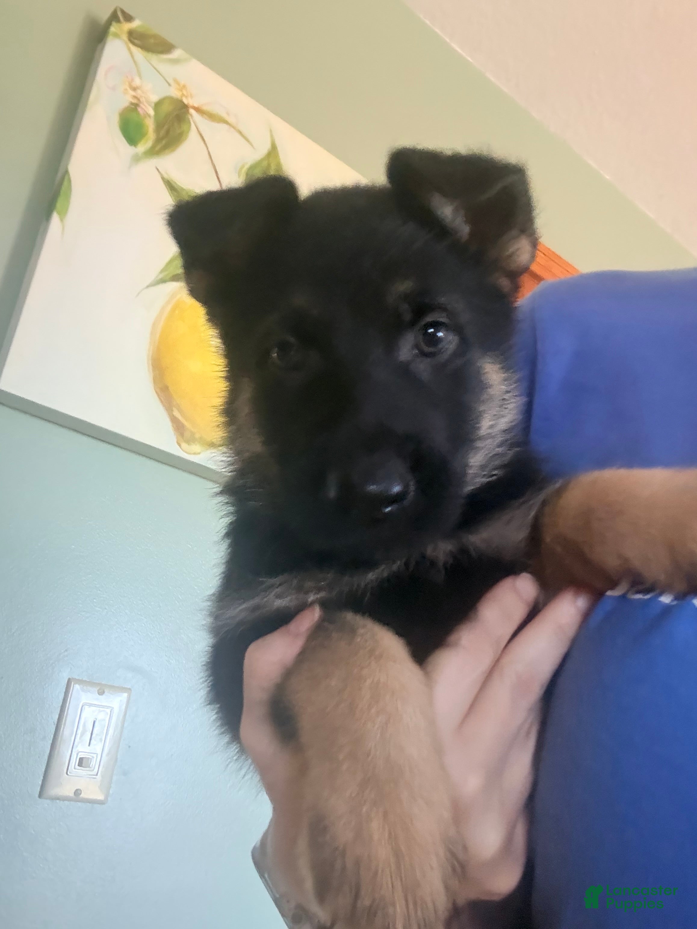 German Shepherd dogs German Shepherd Puppy 4 - Ad 2
