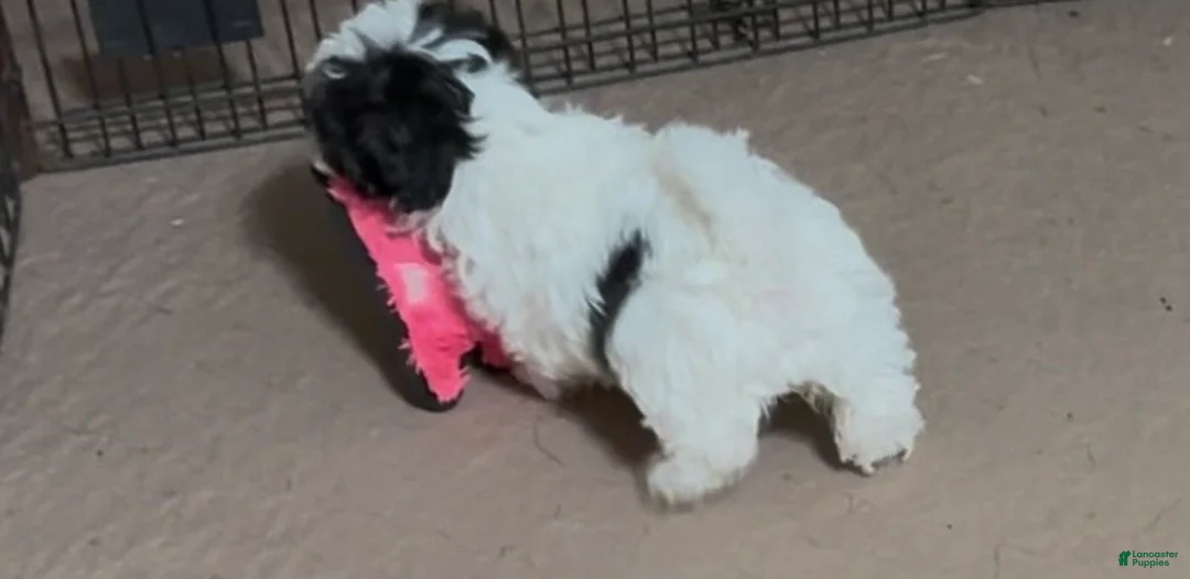 Shihpoo dogs for sale: Shihpoo Puppy 3 - Ad 3