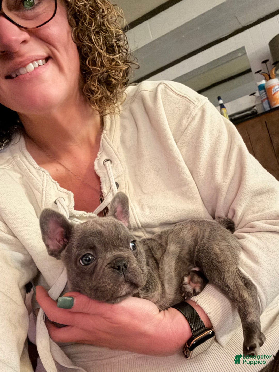 French Bulldog dogs for sale: French Bulldog Puppy 1 - Ad 4