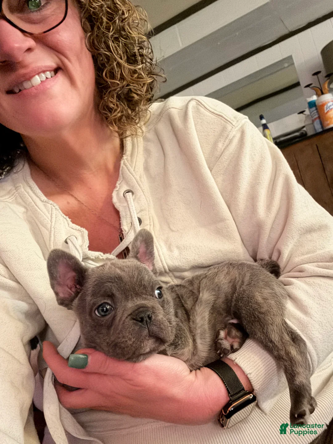 French Bulldog dogs for sale: French Bulldog Puppy 1 - Ad 4