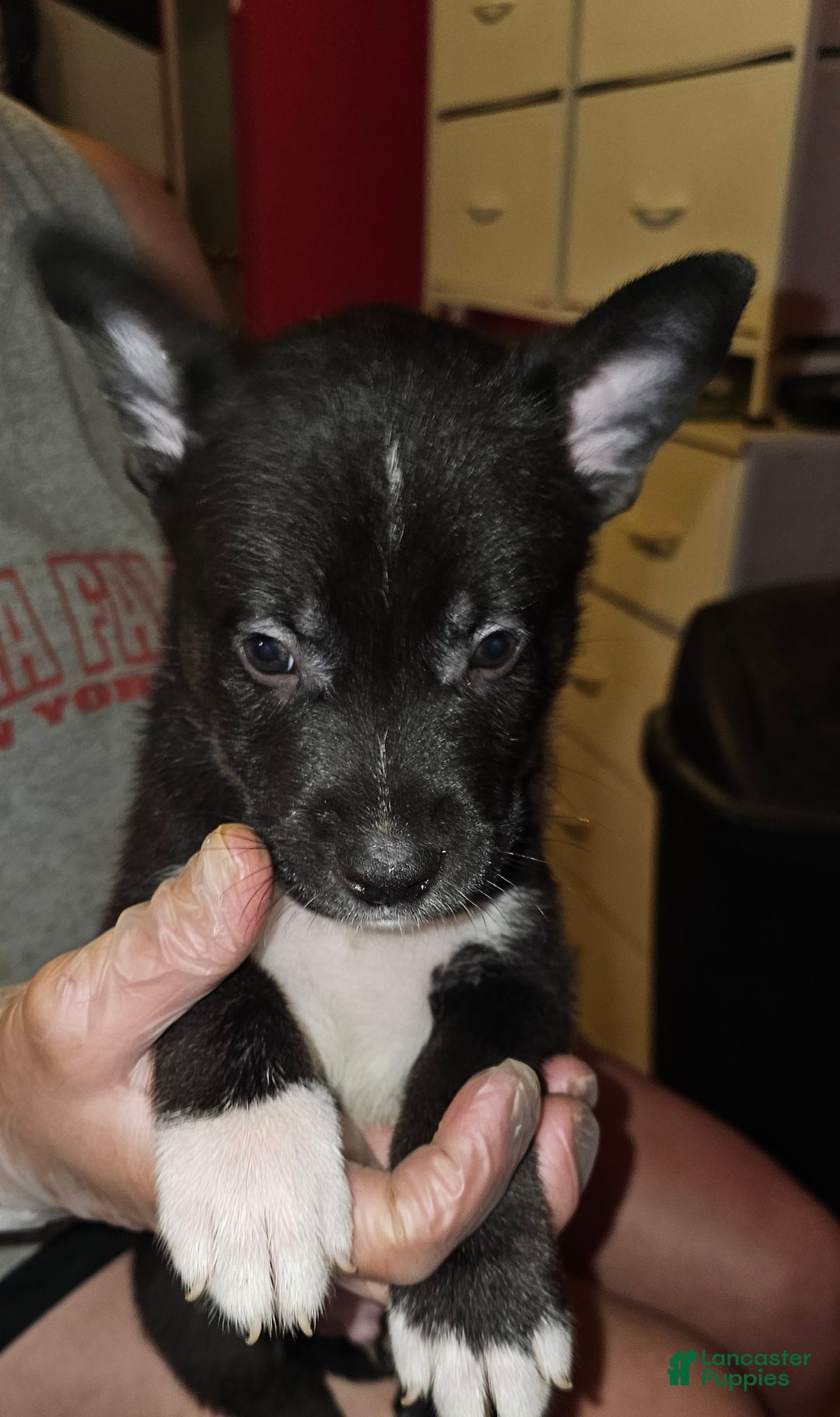 Mixed Breed dogs for sale: Darla - Ad 2