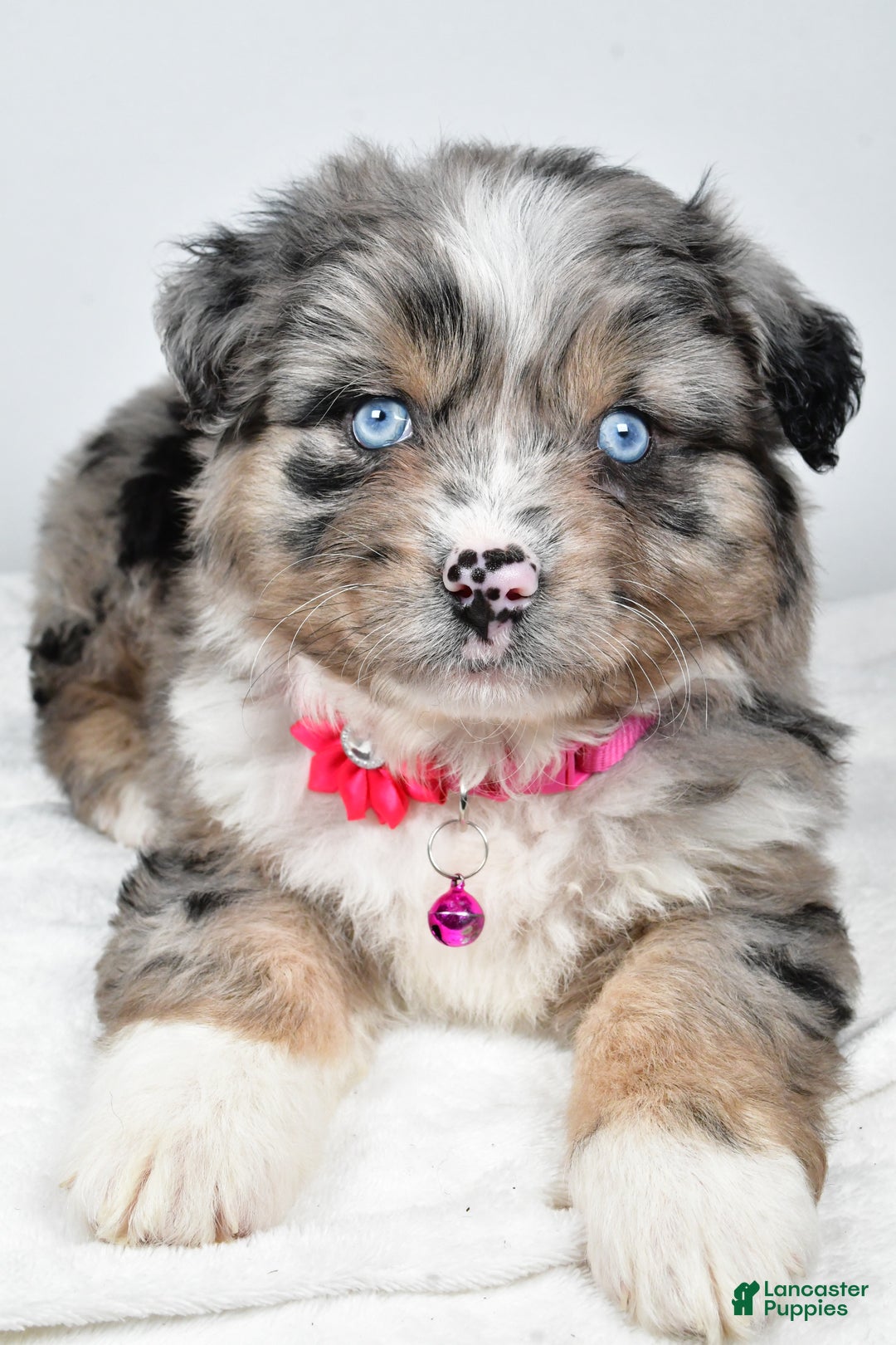 Mixed Breed dogs for sale: Pansy - Ad 4