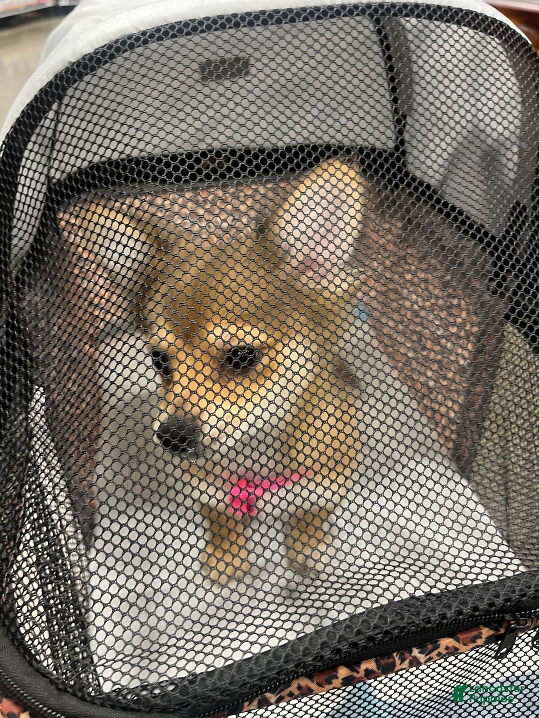 Pomeranian dogs for sale: Pomeranian Puppy 4 - Ad 3