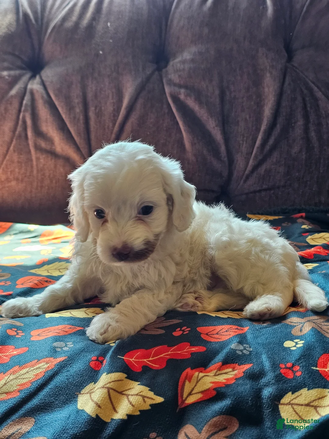 Cavapoo dogs for sale: Cavapoo 2 - Ad 2