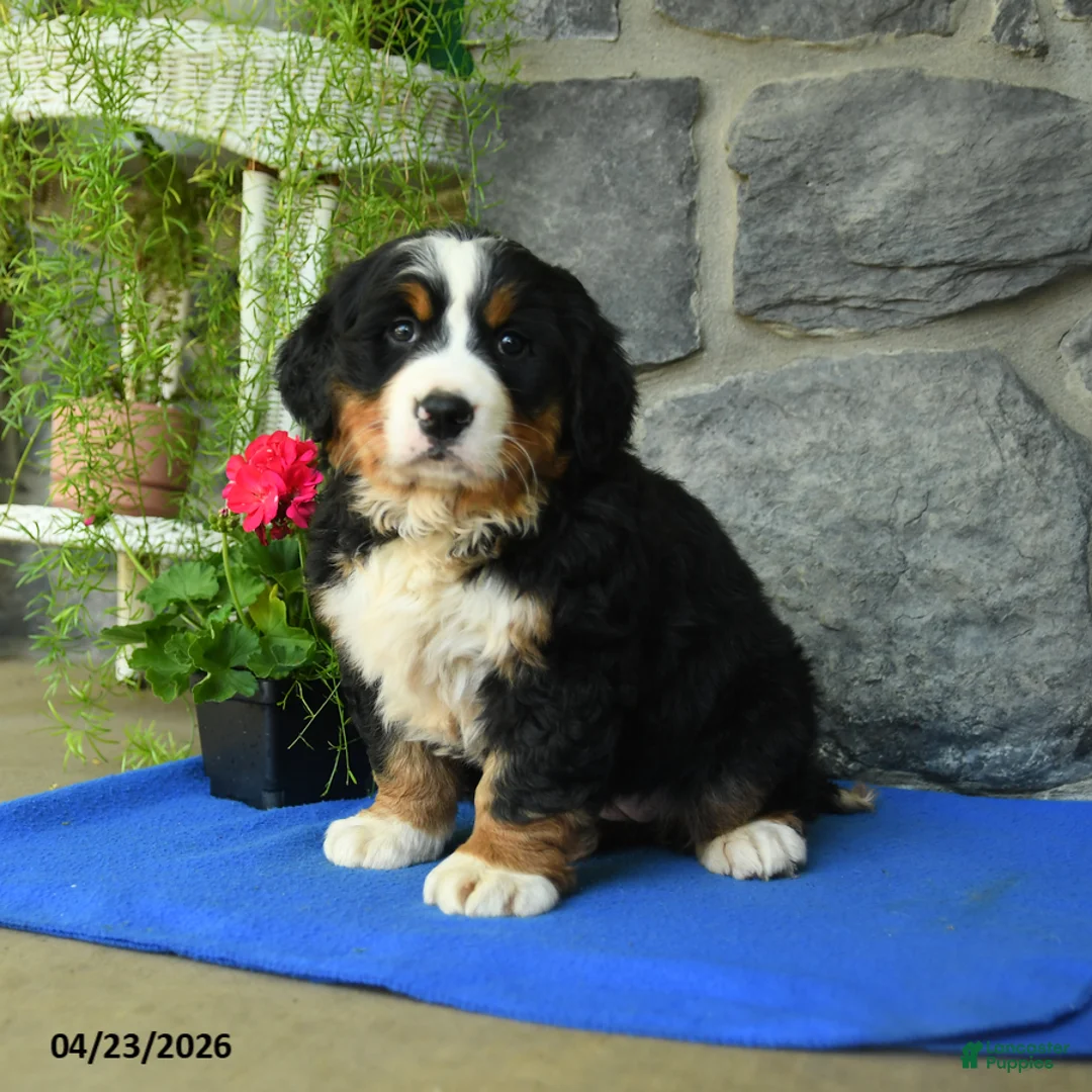 Bernese Mountain Dog dogs for sale: Sky - Ad 3