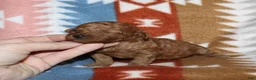 Toy Poodle dogs for sale: Summer’s red female 2 - Ad 11