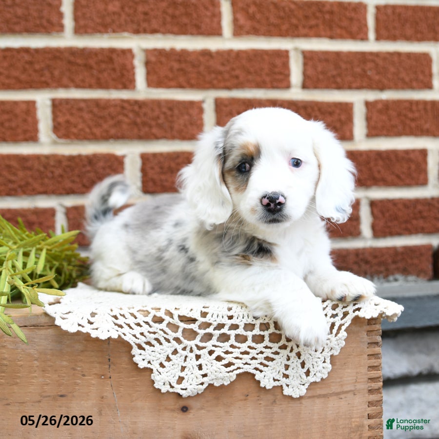 Miniature Dachshund dogs Jemma - Ad 2