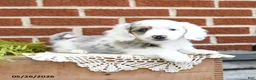 Miniature Dachshund dogs for sale: Jemma - Ad 2