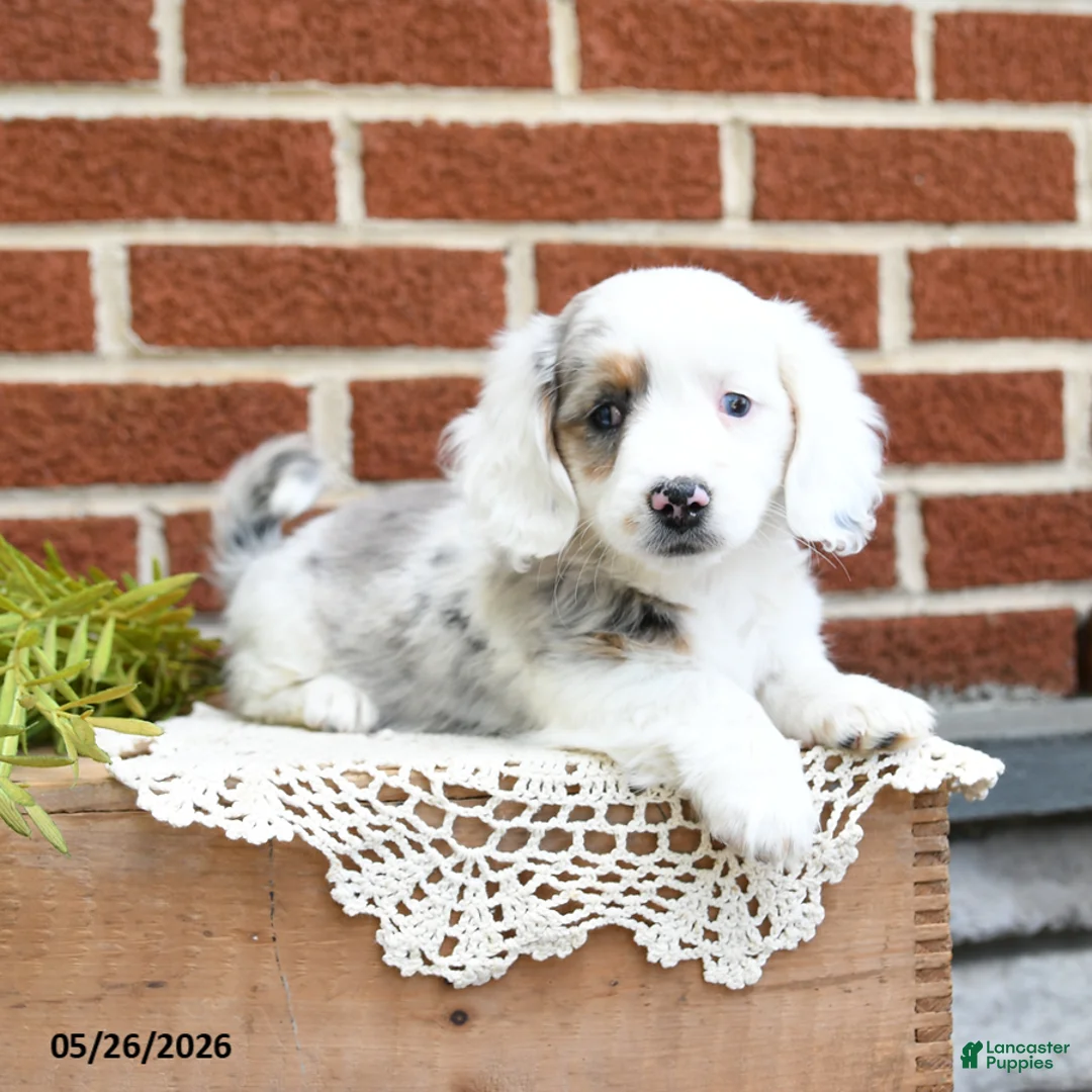 Miniature Dachshund dogs for sale: Jemma - Ad 2