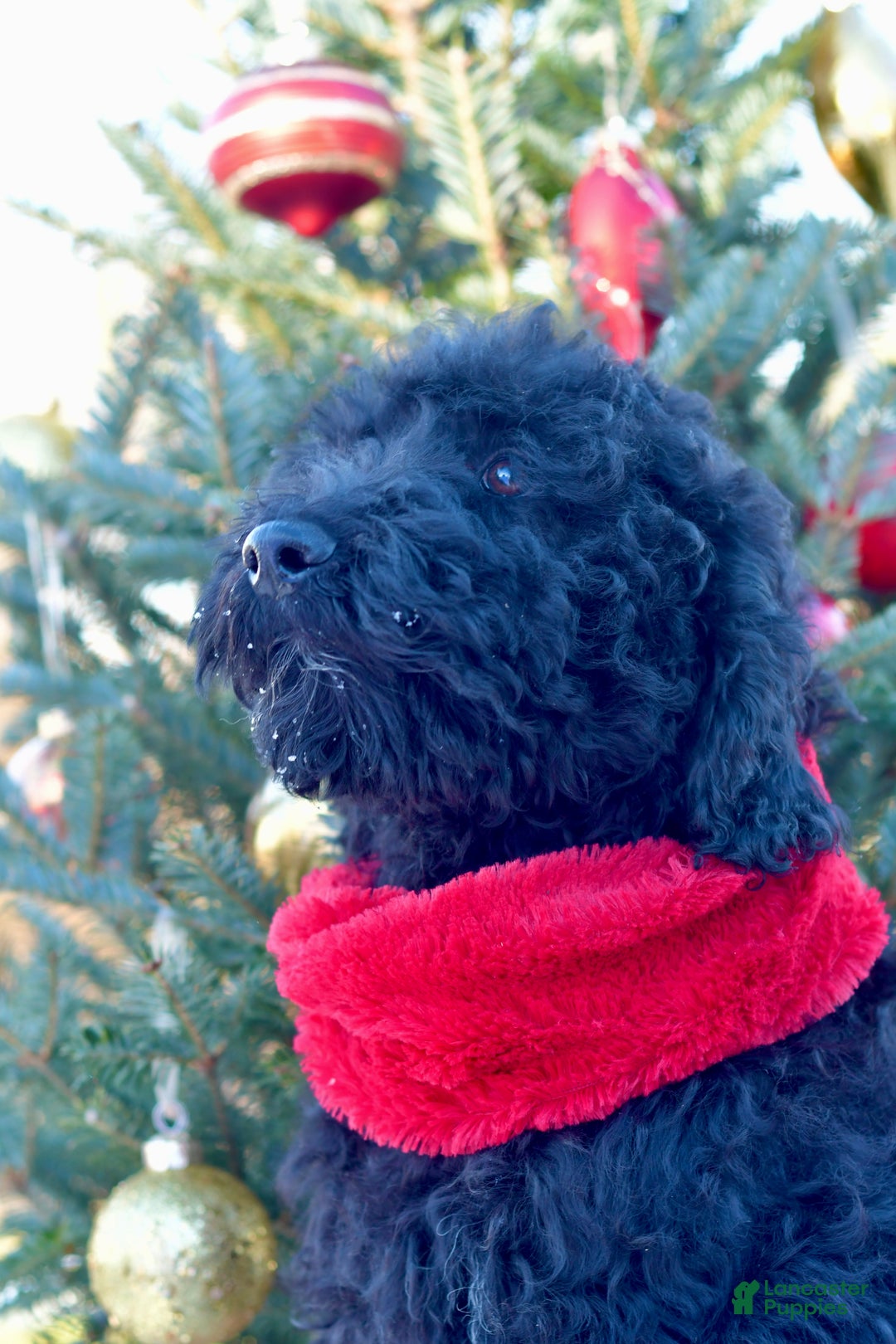 Standard Poodle dogs for sale: Cole - Ad 6