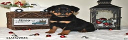 Rottweiler dogs for sale: Frances - Ad 1