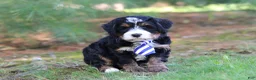 Mini Bernedoodle dogs for sale: Ramirez - Ad 5