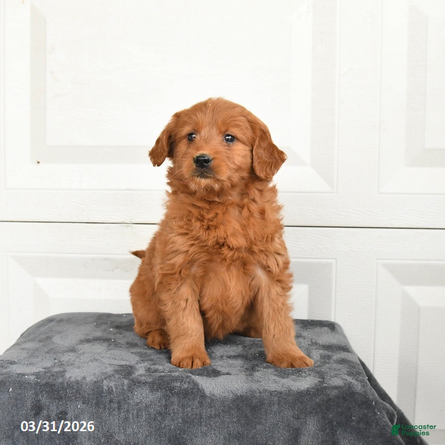 Mini Goldendoodle dogs Molly - Ad 2