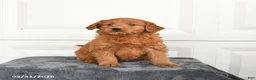 Mini Goldendoodle dogs for sale: Molly - Ad 2
