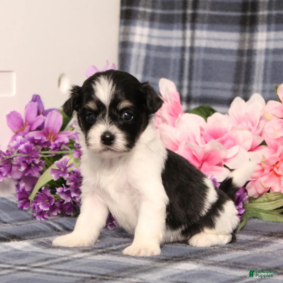 Teddy Bear dogs for sale: BJ's Ross - Ad 1