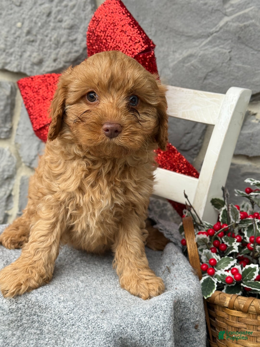 Cavapoo dogs for sale: Angelina - Ad 11