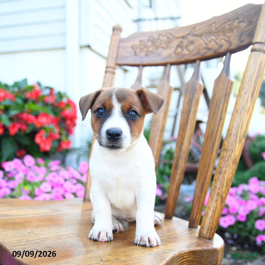 Jack Russell Terrier dogs Creamsicle  - Ad 2