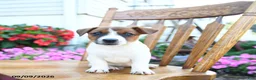 Jack Russell Terrier dogs for sale: Creamsicle  - Ad 2