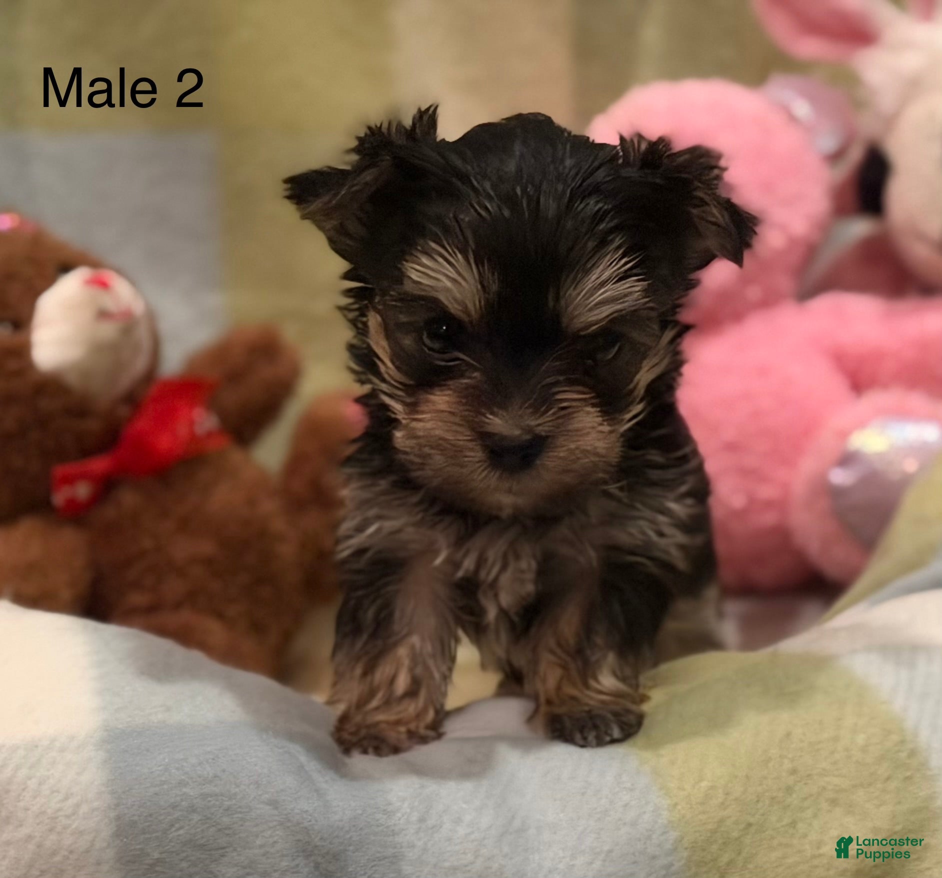 Morkie dogs Morkie Larry - Ad 1