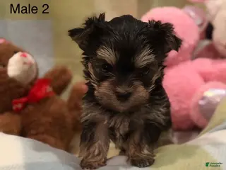 Morkie dogs for sale: Morkie Larry - Ad 4