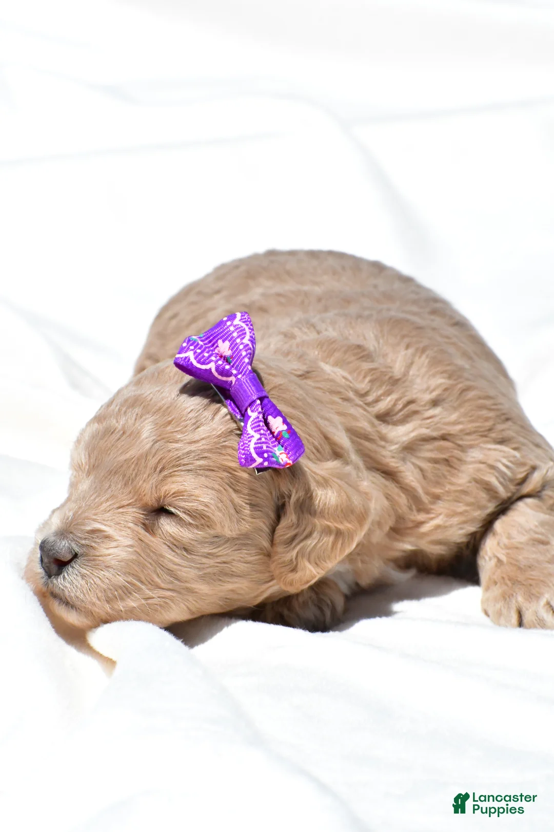 Mini Goldendoodle dogs for sale: Natasha - Ad 2