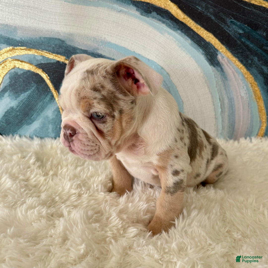 English Bulldog dogs for sale: Lulu - Ad 7