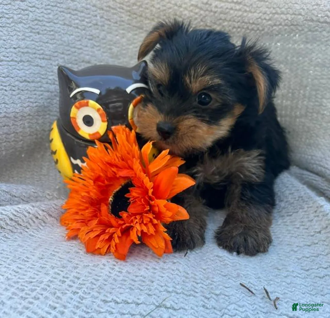 Yorkshire Terrier dogs for sale: Wonka - Ad 2