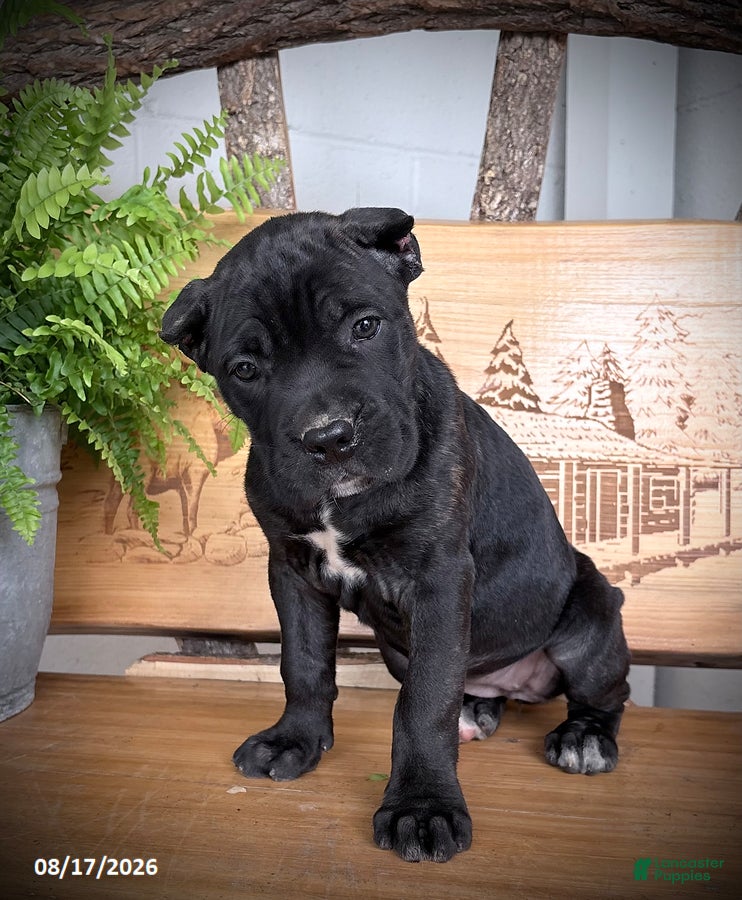 Cane Corso dogs Spunk - Ad 1