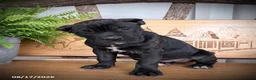 Cane Corso dogs for sale: Spunk - Ad 1
