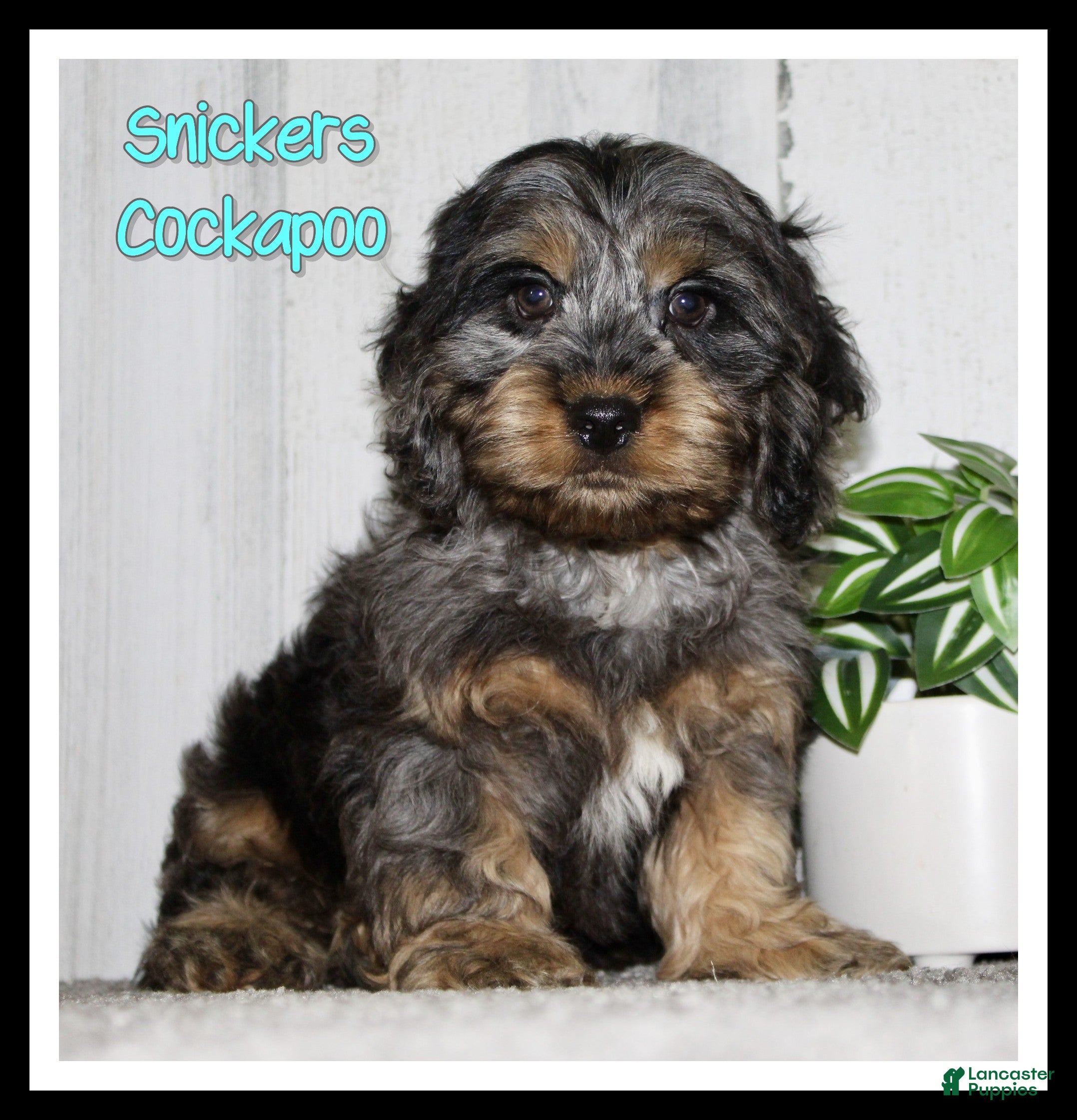 Cockapoo dogs Snickers - Ad 26