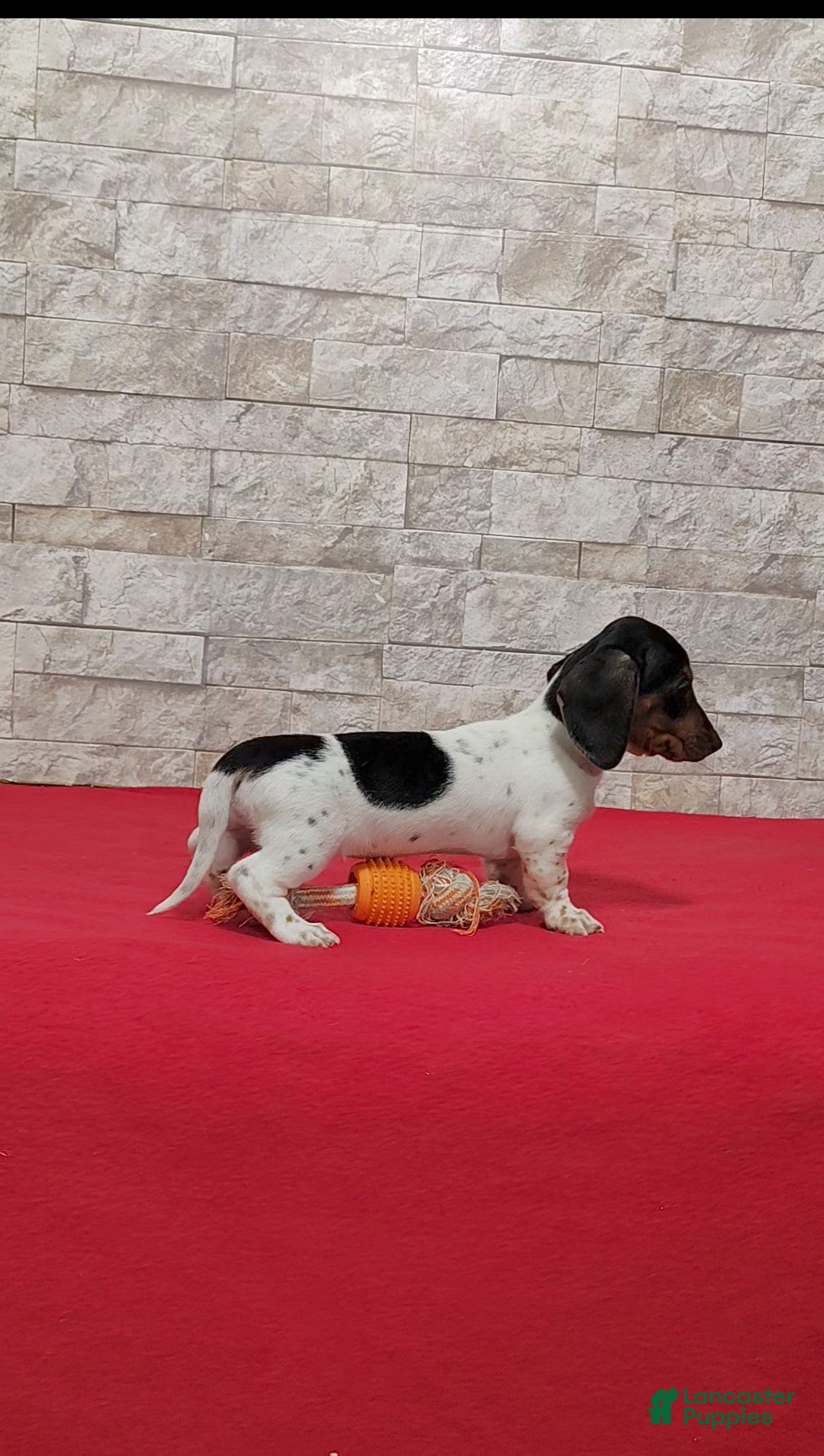 Miniature Dachshund dogs for sale: Sandra - Ad 3