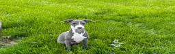 Italian Greyhound dogs for sale: Dannie - Ad 3