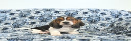 Basset Hound dogs for sale: Bill - Ad 2