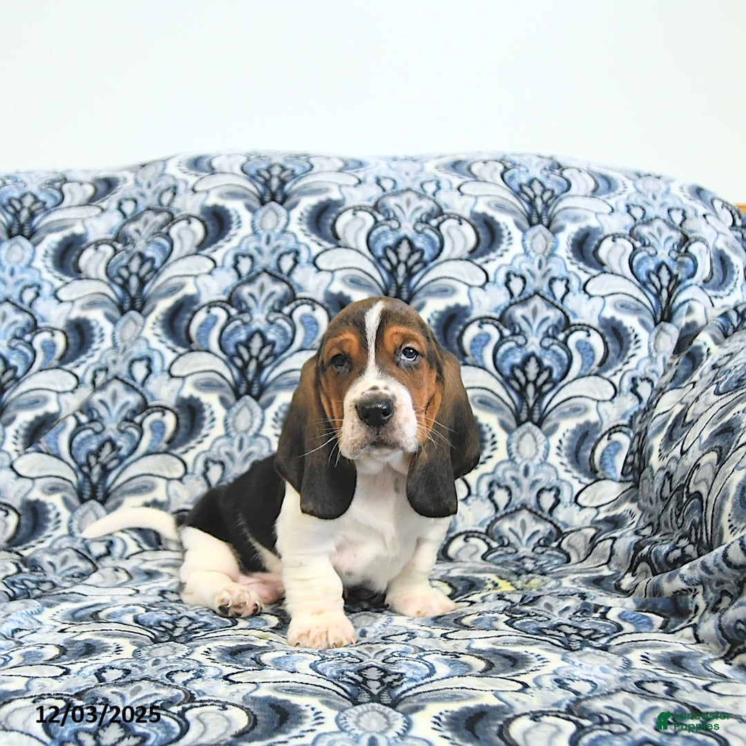 Basset Hound dogs for sale: Bill - Ad 2