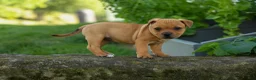 Staffordshire Bull Terrier dogs for sale: Mia Belle 🌸 - Ad 7