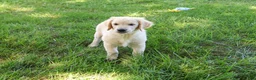 Golden Retriever dogs for sale: Gilbert - Ad 5