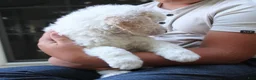 Standard Poodle dogs for sale: Canyon AKC Standard Poodle  - Ad 8