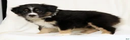 Miniature Australian Shepherd dogs for sale: Lego - Ad 7