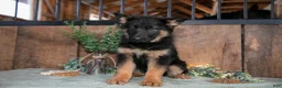German Shepherd dogs for sale: Twinkle - Ad 3