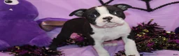 Boston Terrier dogs for sale: Zellah Our Curious Little Girl with a Big Personality - Ad 7