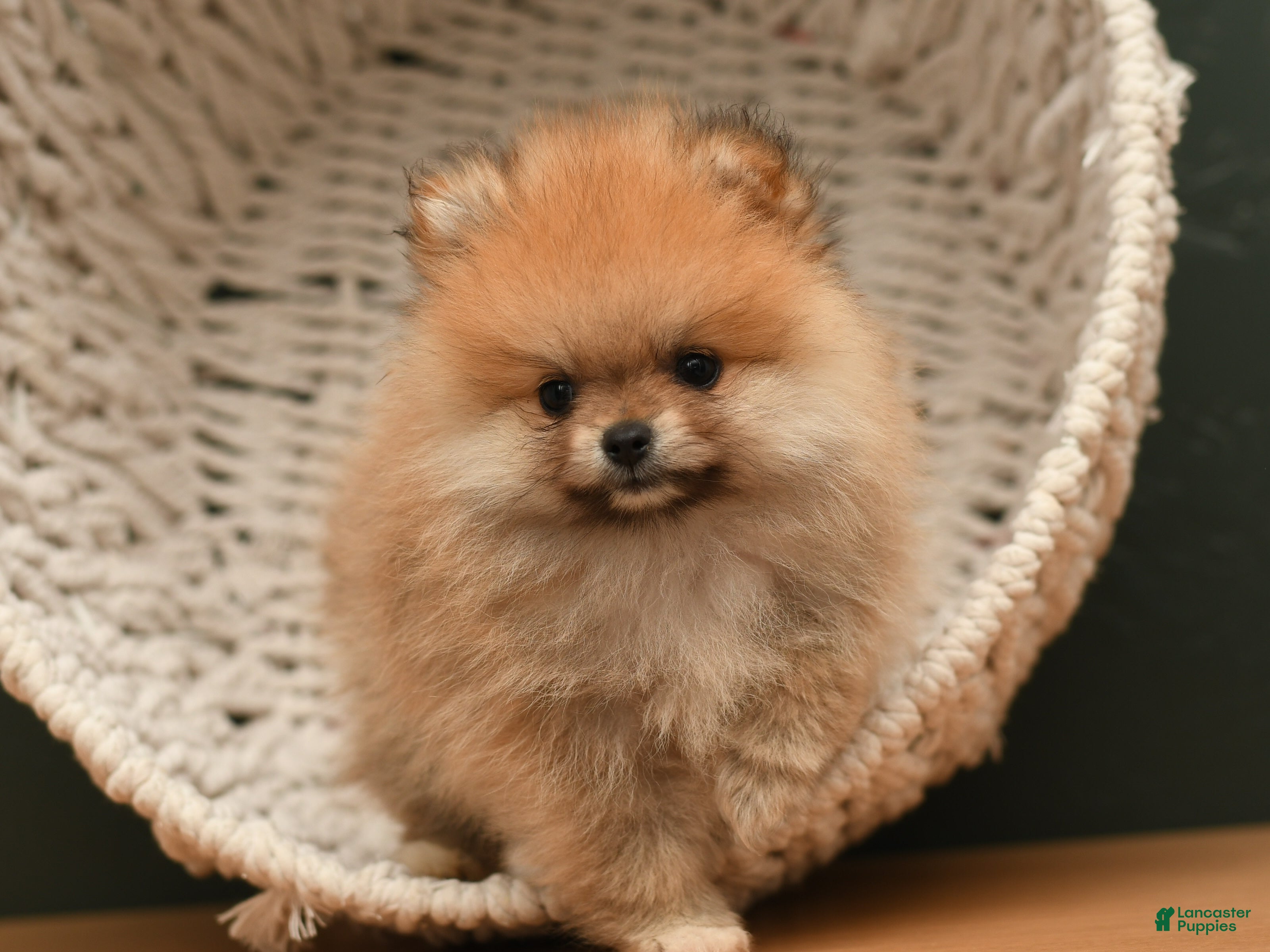 Pomeranian dogs Peanut - Ad 1