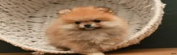 Pomeranian dogs for sale: Peanut - Ad 1