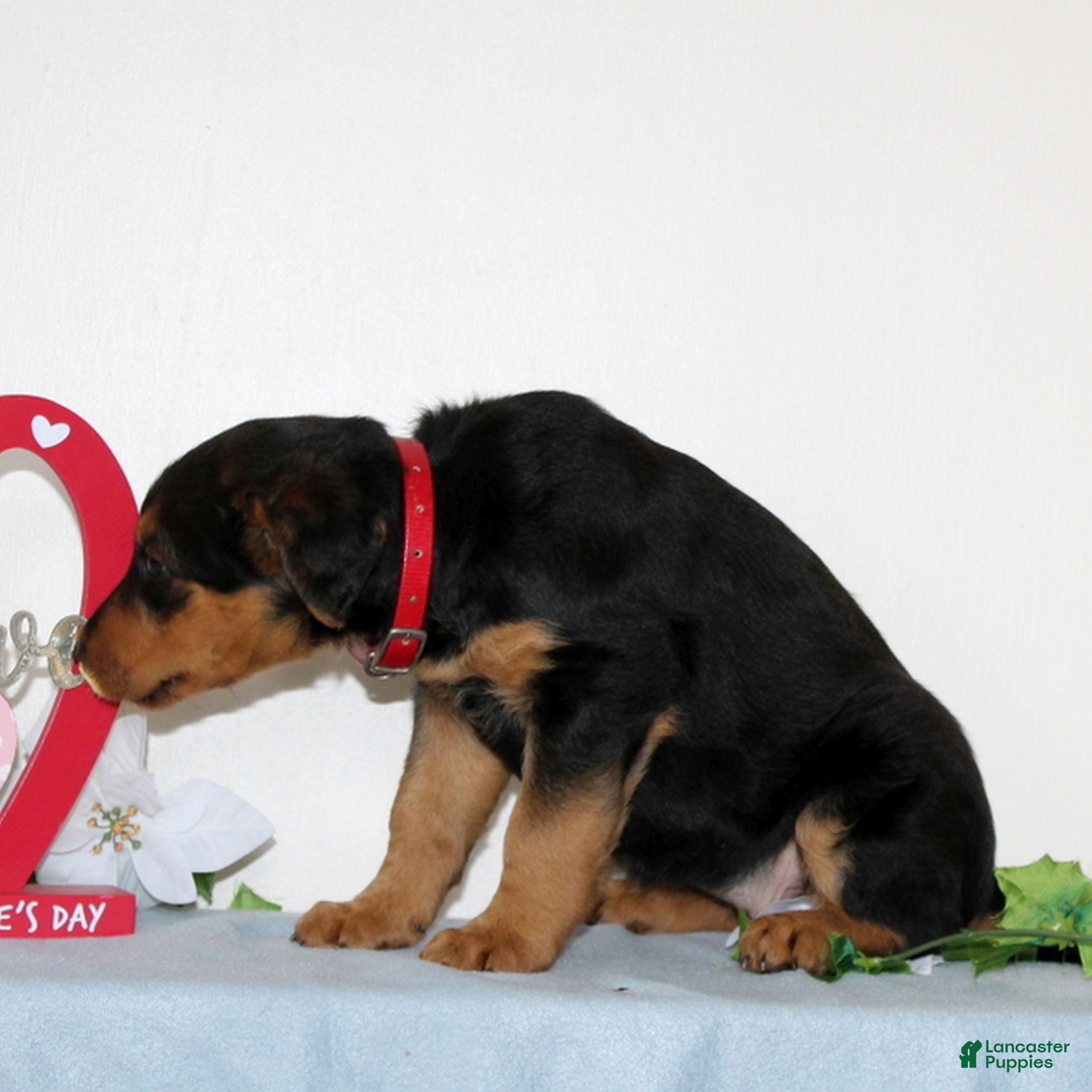 Airedale Terrier dogs Sweetie  - Ad 2