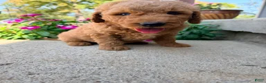 Mini Goldendoodle 1