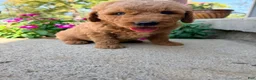 Mini Goldendoodle dogs for sale: Mini Goldendoodle 1 - Ad 1
