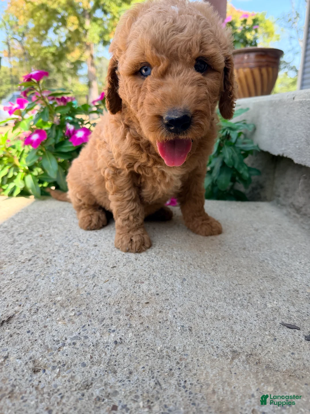 Mini Goldendoodle dogs for sale: Mini Goldendoodle 1 - Ad 1
