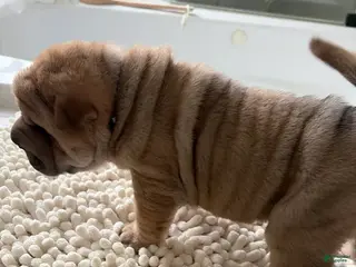 Shar Pei dogs Shar Pei Puppy 3 - Ad 6