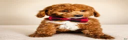 Mini Goldendoodle dogs for sale: Graham – Petite Mini F1BB Goldendoodle – Head StartGoldendoodle • Potty & Crate Trained - Ad 3