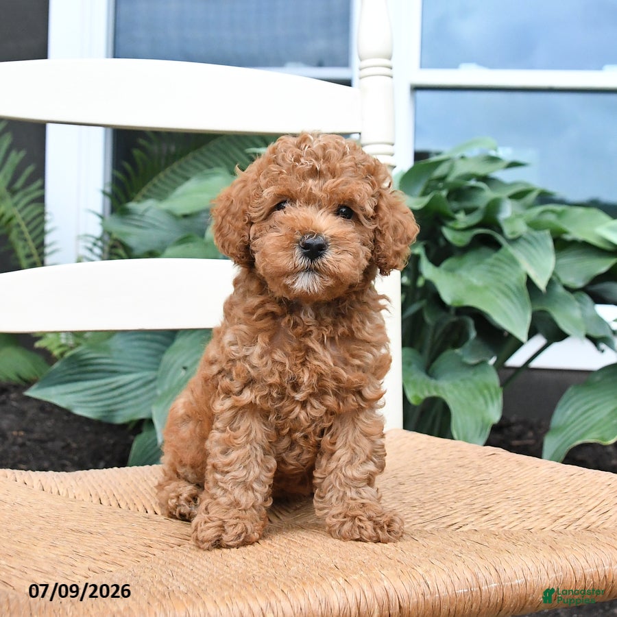 Toy Poodle dogs Nugget - Ad 1