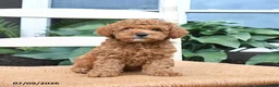 Toy Poodle dogs for sale: Nugget - Ad 1